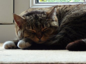 Lazy Sunday Afternoon-aaaah!
